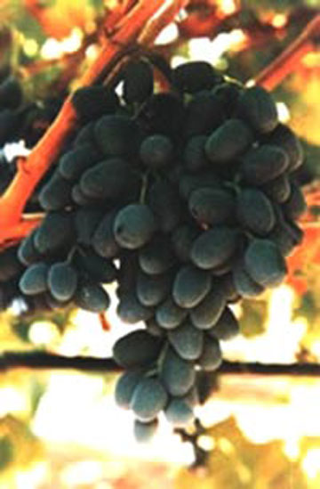 Giuseppe Murabito uva Black Pearl